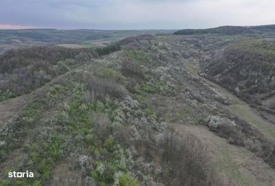 Teren de 8114 mp, în Holod - 3