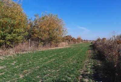 Casă cu 4 camere cu Teren 7720 Mp în Brătești - 12