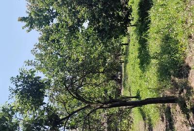 Casa de vanzare in zona rurala - 6