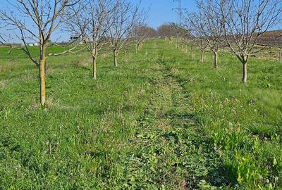 Spațiu comercial, în Mărtinești - 5
