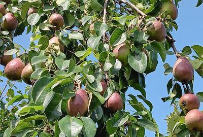 Teren de 1000 mp, în Berchez - 10