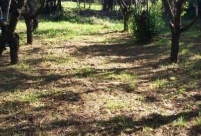 Casă individuală cu 5 camere cu Teren 7000 Mp în Verbița - 2