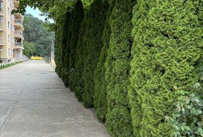 3 Camere / Iancu Nicolae / 1 Min British School - 15