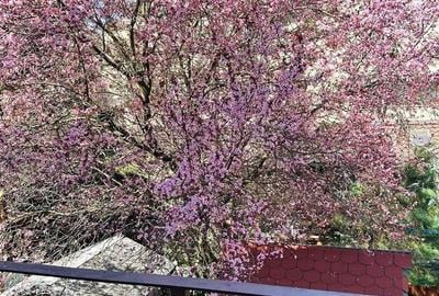 Casă individuală cu 5 camere cu Canalizare în Bucureștii Noi - 9