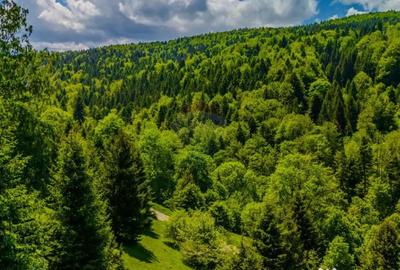 Teren de 14400 mp, în Cheile Râșnoavei - 8