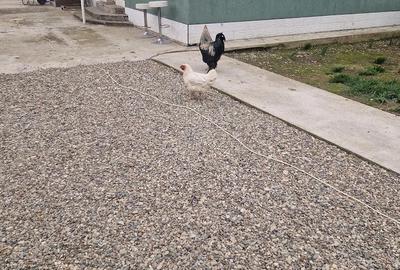 Casă cu Teren 1000 Mp în Tupilați - 9