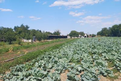 Casă cu 3 camere în Albina - 5