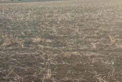 Teren în Brănești - 10