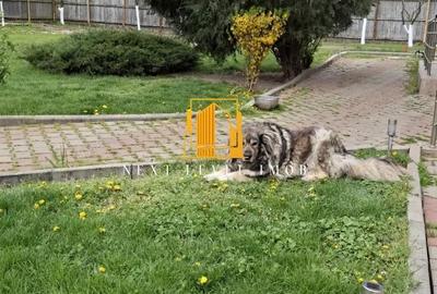 Casă cu Teren 1020 Mp în Moșoaia - 9