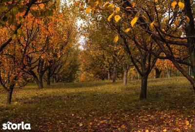 Casă cu 4 camere cu Teren 171 Mp în Drajna - 7