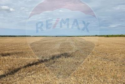 Teren Construcții intravilan de 5000 mp, în Ciolpani - 3