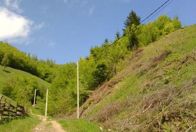 Teren de 25000 mp, în Moieciu - 5