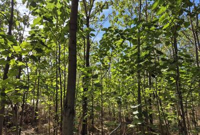 Casa P+1 din lemn - Mihailesti - 25