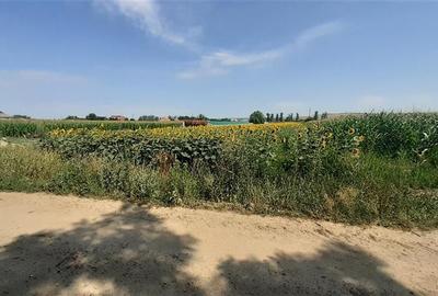Teren agricol intravilan de 4971 mp, în Chiribiș - 3
