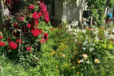 Casa traditionala de vanzare - ideala pentru familie mica sau retragerea la tara Casa traditionala de vanzare - ideala pentru familie mica sau retragerea la tara - 2