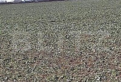 Teren de 26600 mp, în Aeroport