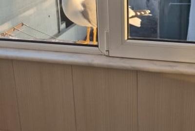 Faleza Nord/ Zoom Beach Apartament cu 2 camere Vedere Mare - 10