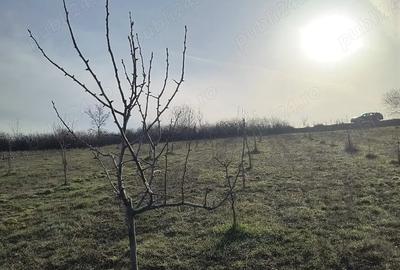 Teren de 8700 mp, în Ramna - 4