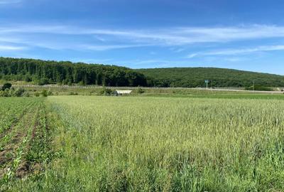 Spațiu comercial, în Apoldu de Jos - 4