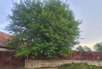 Casă cu 4 camere cu Teren 3000 Mp în Cârnești - 3