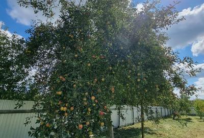 Teren de 2500 mp, în Exterior Vest - 8