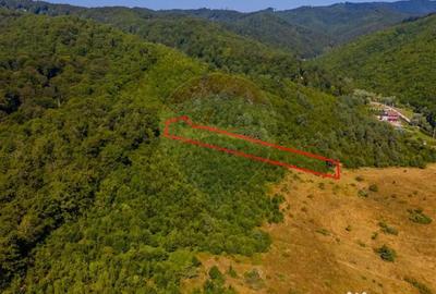 Teren de 6000 mp, în Crizbav - 4