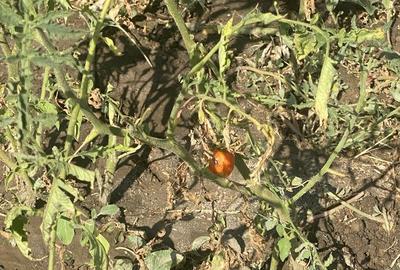 Teren de 653 mp, în Năvodari Tabără - 2