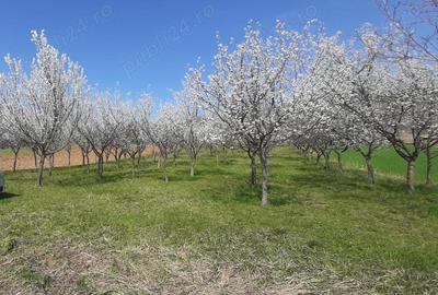Teren de 3260 mp, în Tileagd - 1