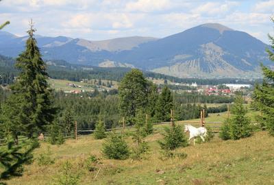 Vand 10 ha teren Poiana Negrii,Dorna Candreni - 2