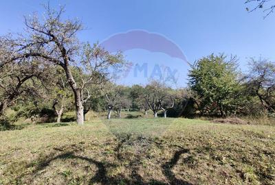 Teren de vanzare extravilan Ocolis - 9