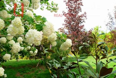 Casă individuală cu 5 camere cu Canalizare în Snagov - 4