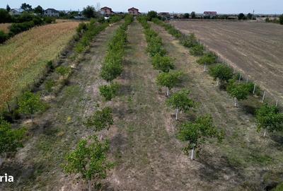 Teren de 9654 mp, în Dobra - 8