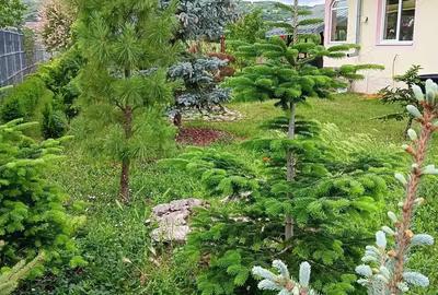 Urgent .Proprietar, parter la casa cu etaj, Mogosesti - Iasi, 10 km - 7