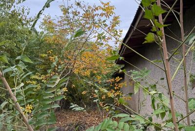 Vand Teren 970 mp cu casa + anexe, Stane?tiBalanu - 4