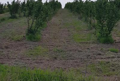 Teren de 20000 mp, în Almăj - 6