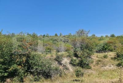 Teren extravilan 1,5 h pentru investitie - 3