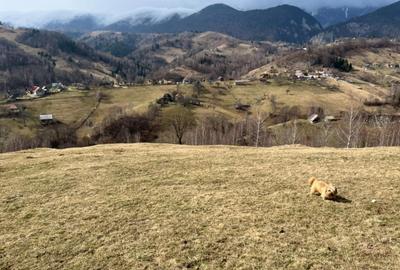 Vanzare Teren cu Punct de Belvedere in Moieciu zona Magura-Pestera - 3