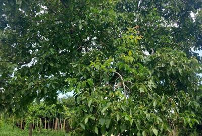 Casă în Ghelari - 4