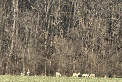 Teren de 1000 mp, în Țegheș - 5