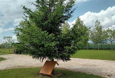 Film! Afacere la cheie  -Camping amenajat, Rasnov - Glajerie, Brasov Film! Afacere la cheie  -Camping amenajat, Rasnov - Glajerie, Brasov - 6