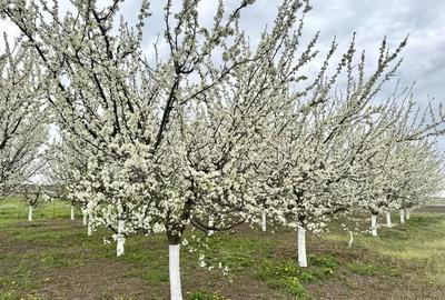 Teren de 2902 mp, în Dămienești - 2