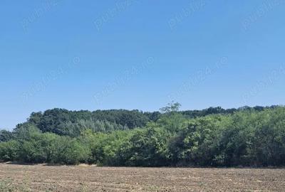 Teren de 5000 mp, în Bujoreni - 4