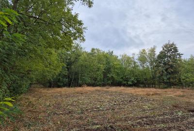 Casă cu teren 3.682 mp, sat Radu Vodă (com. Lupsanu, jud. Călărași) - 8