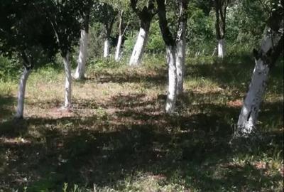 Casă cu 3 camere cu Teren 10000 Mp în Lumnic - 2