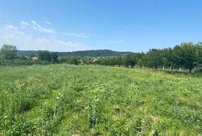 Teren de 2640 mp, în Albești - 3