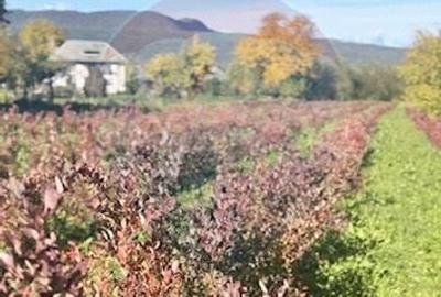 Teren 6,900mp Breb / Strada PRINCIPALA - 4