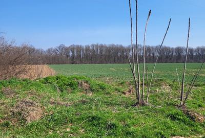 Teren Construcții intravilan de 1346 mp, în Izvorani - 5