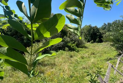 ✨ Teren intravilan exclusivist – Valea Viilor, Tocile ✨ - 6