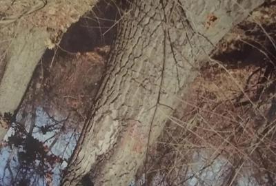 Teren de 10000 mp, în Corcova - 1