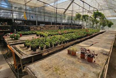 Inchiriez sera, solariu pentru productie flori sau legume - 1
